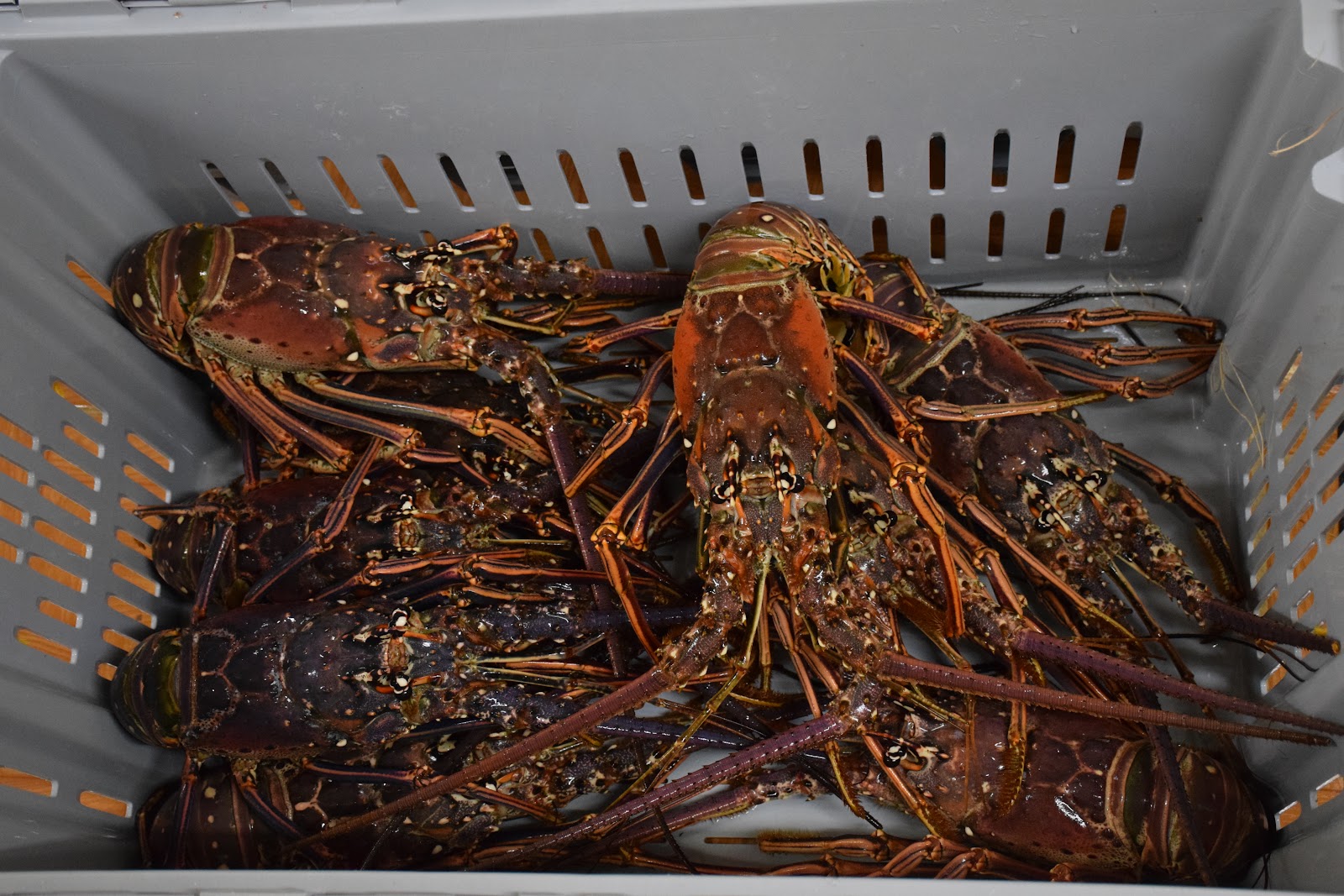 Shell Beach Seafood Company Ltd
