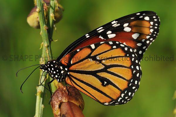 The Butterfly Farm